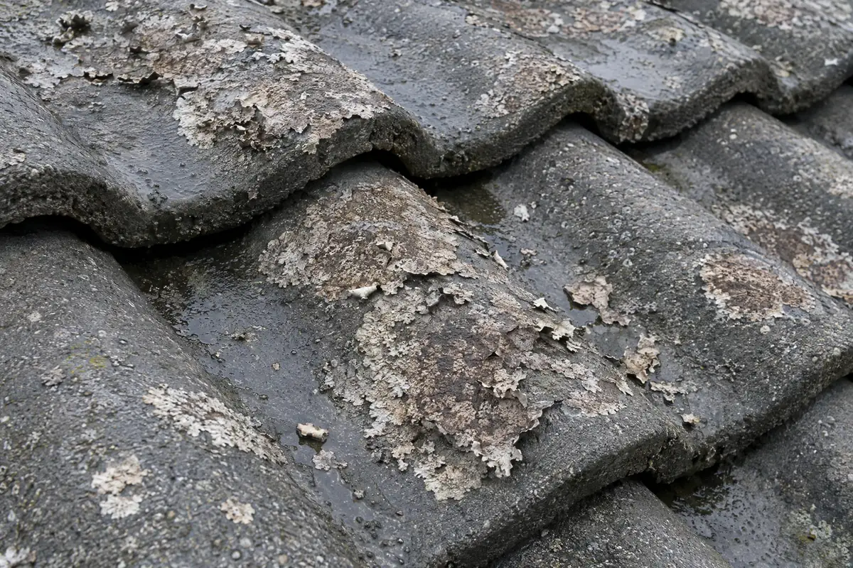 Odumřelý lišejník na betonových taškách po nástřiku aktivní látky